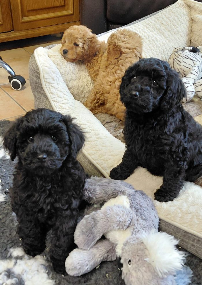 Kleinpudel_02_202600001